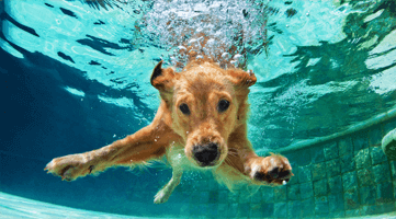 Dog Inside Pool